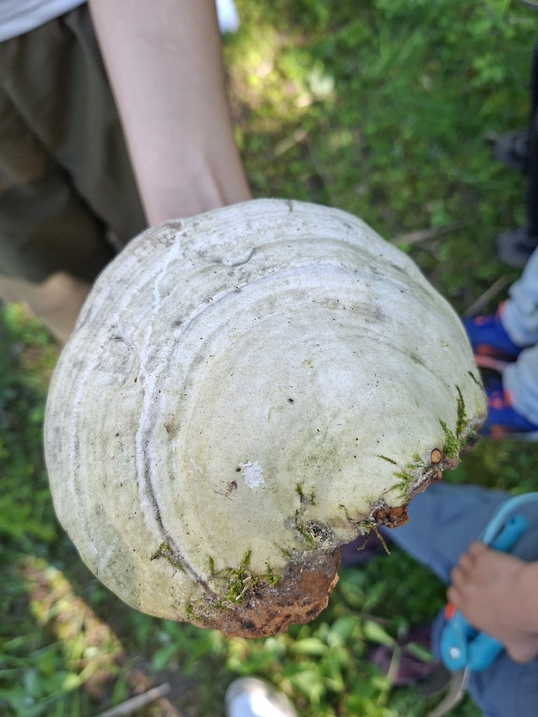 Fomes fomentarius · April 2026 · photo: © jochenessig (iNaturalist, cc-by)