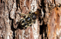 Laphria cinerea