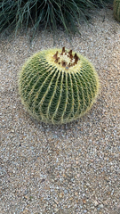 Kroenleinia grusonii