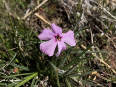 Phlox longifolia