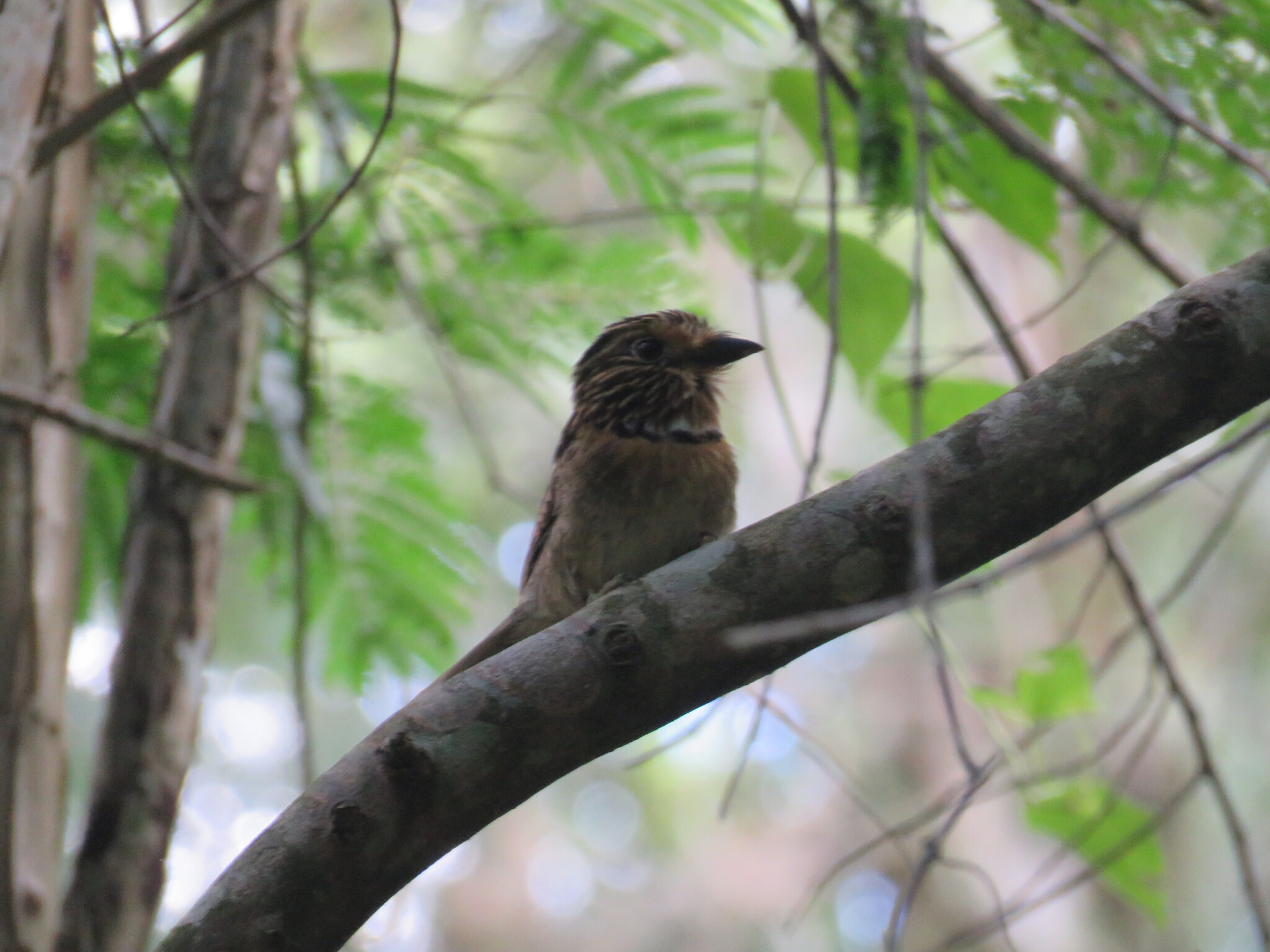 Crescent-chested Puffbird (Malacoptila striata), photo 4
