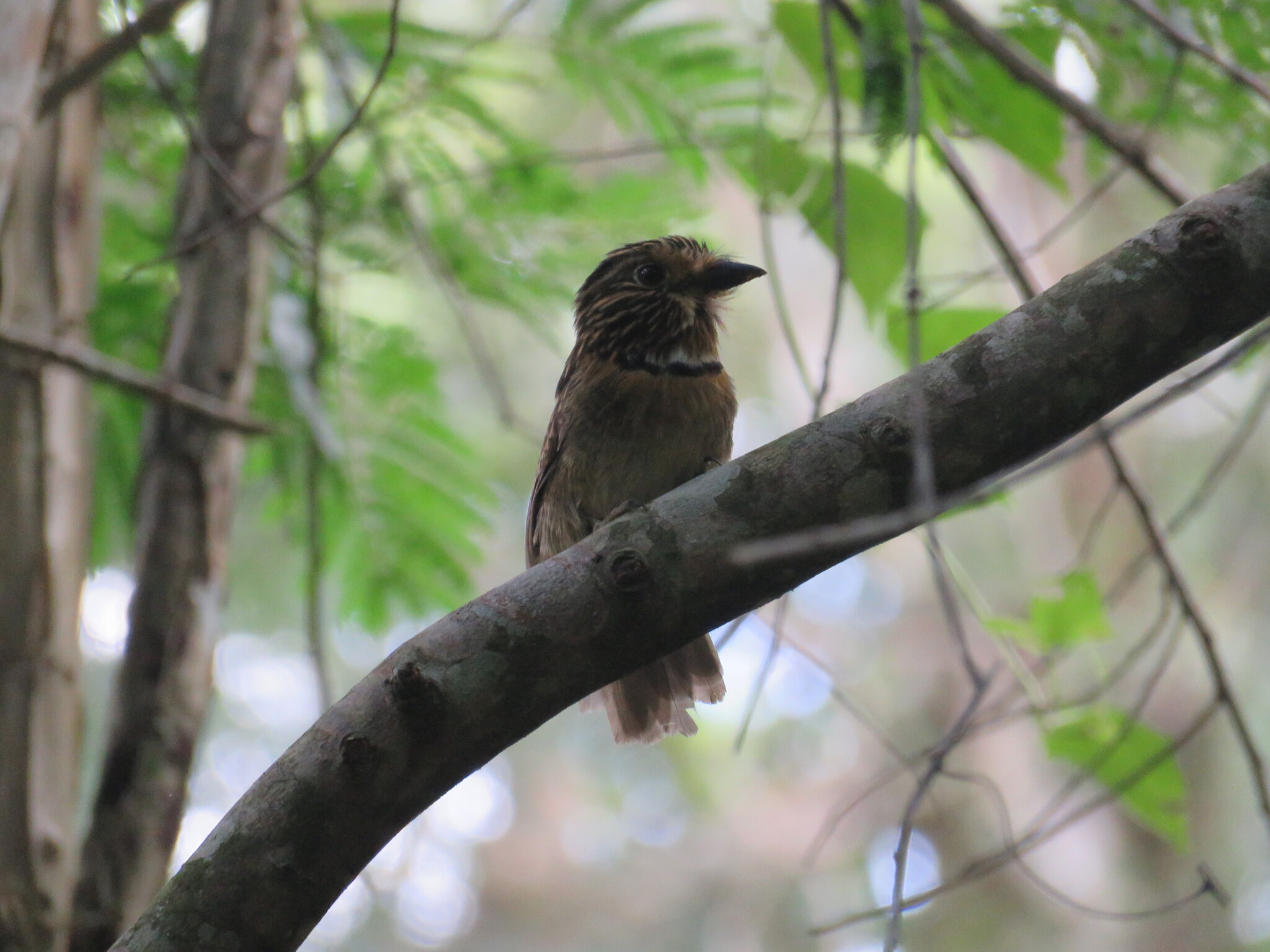 Crescent-chested Puffbird (Malacoptila striata), photo 3