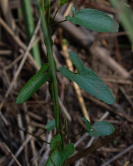 Ipomoea sagittata