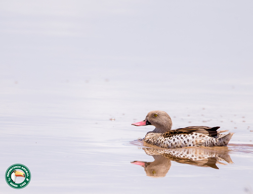 Canard du Cap