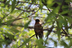 Turdus migratorius