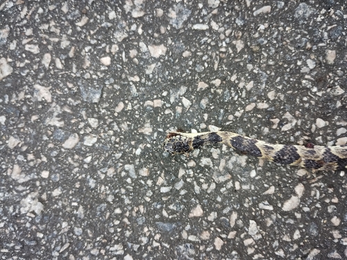 Neuwied's Tree Snake