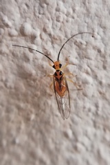 Amphipsocinae
