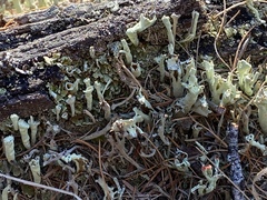 Cladonia sulphurina