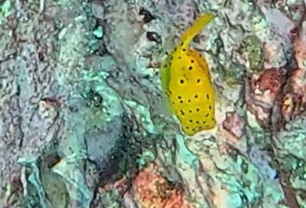 Ostracion cubicum