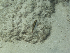 Halichoeres maculipinna