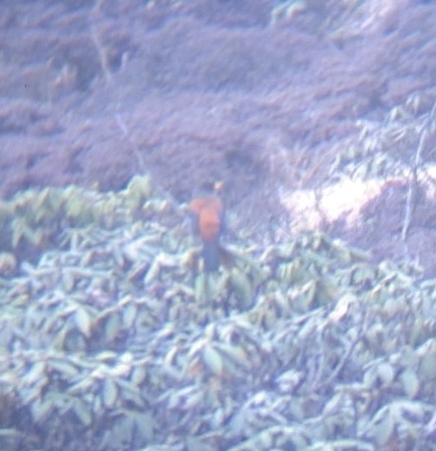 Chestnut Thrush