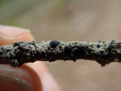 Mycoblastus sanguinarius