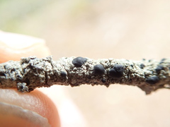 Mycoblastus sanguinarius