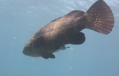 Epinephelus itajara