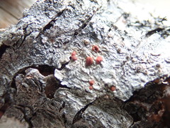 Ramboldia gowardiana