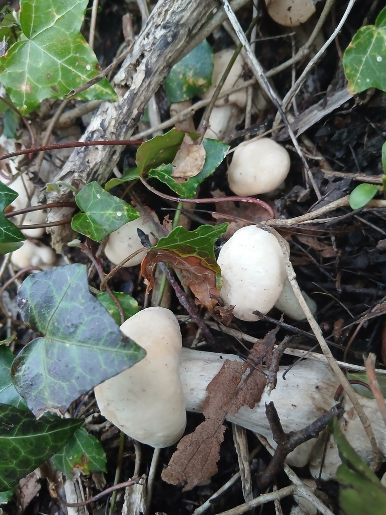 Calocybe gambosa · April 2026 · photo: © valentinkempf (iNaturalist, cc0)
