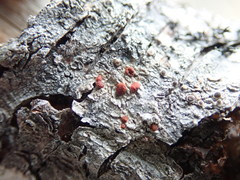 Ramboldia gowardiana