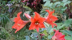 Hippeastrum striatum