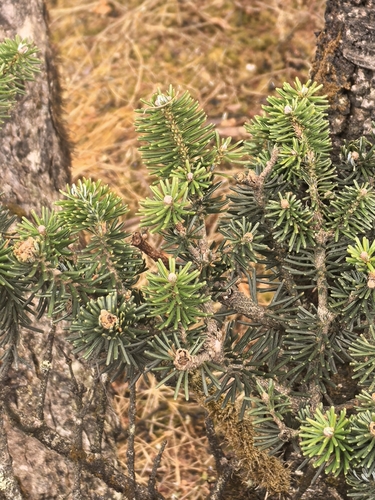Delavay's fir