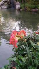 Hippeastrum striatum