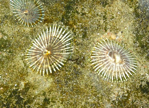Siphonaria oculus observed 2012-03-11