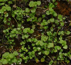 Chrysosplenium glechomifolium