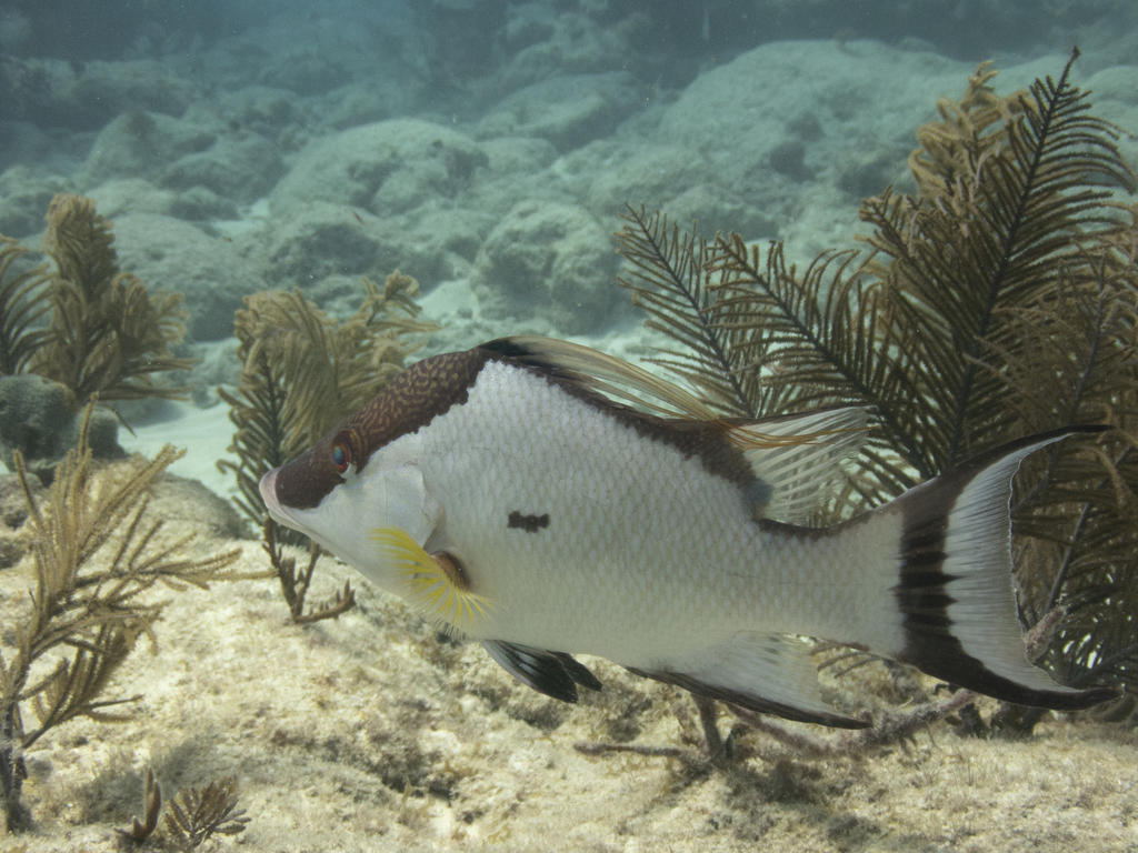 Photo of Hogfish (Lachnolaimus maximus)