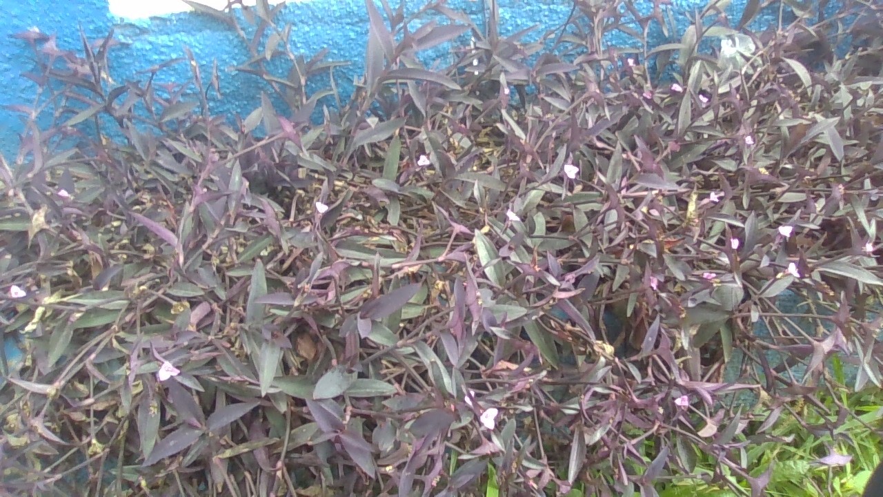Tradescantia pallida