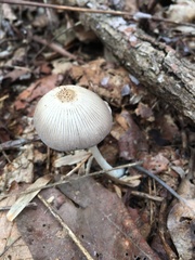 Psathyrella pseudovernalis