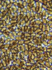 Psathyrella pseudovernalis
