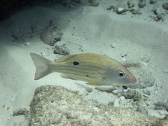 Lane Snapper photo 2