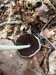 Psathyrella pseudovernalis