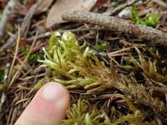 Homalothecium megaptilum