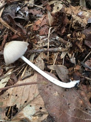 Psathyrella pseudovernalis