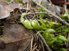 Homalothecium megaptilum