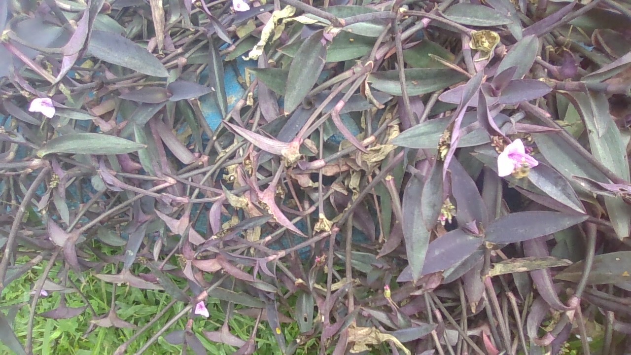 Tradescantia pallida