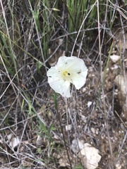 Calystegia subacaulis