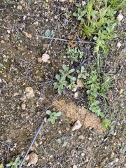 Gamochaeta stagnalis