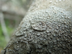 Pertusaria subambigens