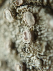 Pertusaria subambigens