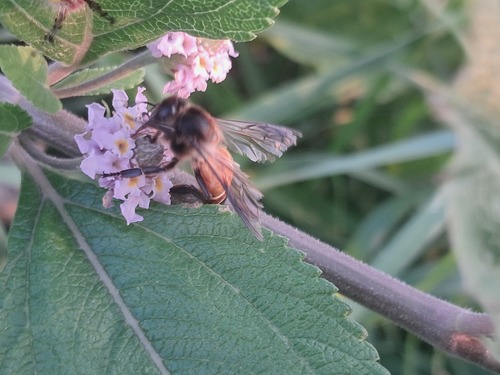 Giant Honey Bee