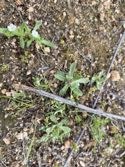 Gamochaeta stagnalis