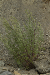 Artemisia rubripes