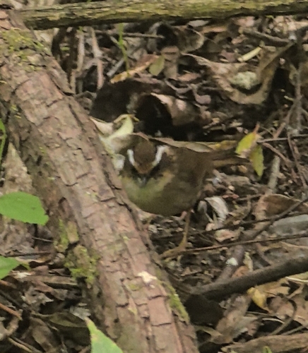 Rusty-capped Fulvetta