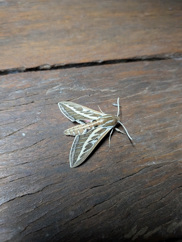 Australian Striped Hawk Moth