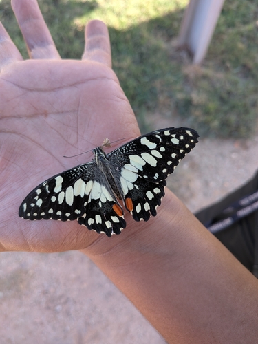 Lime Swallowtail