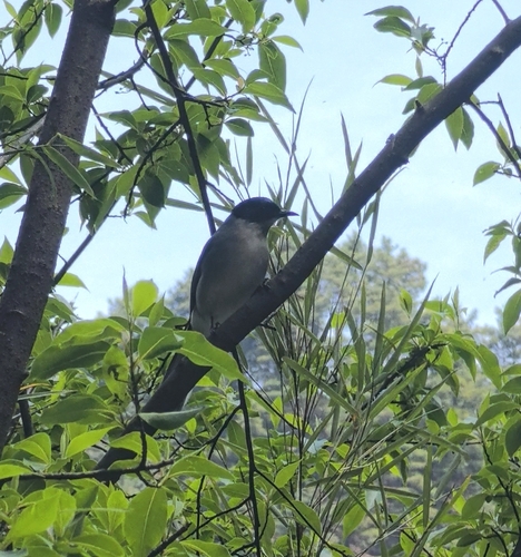 Black-headed Sibia