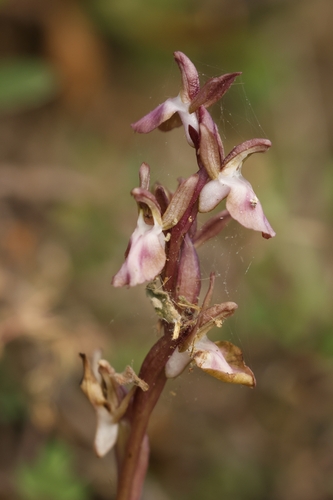 Anacamptis collina, photograph 4