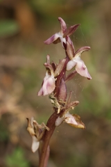 Conical Orchid (Orchis collina)
