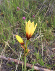 Zephyranthes araucana